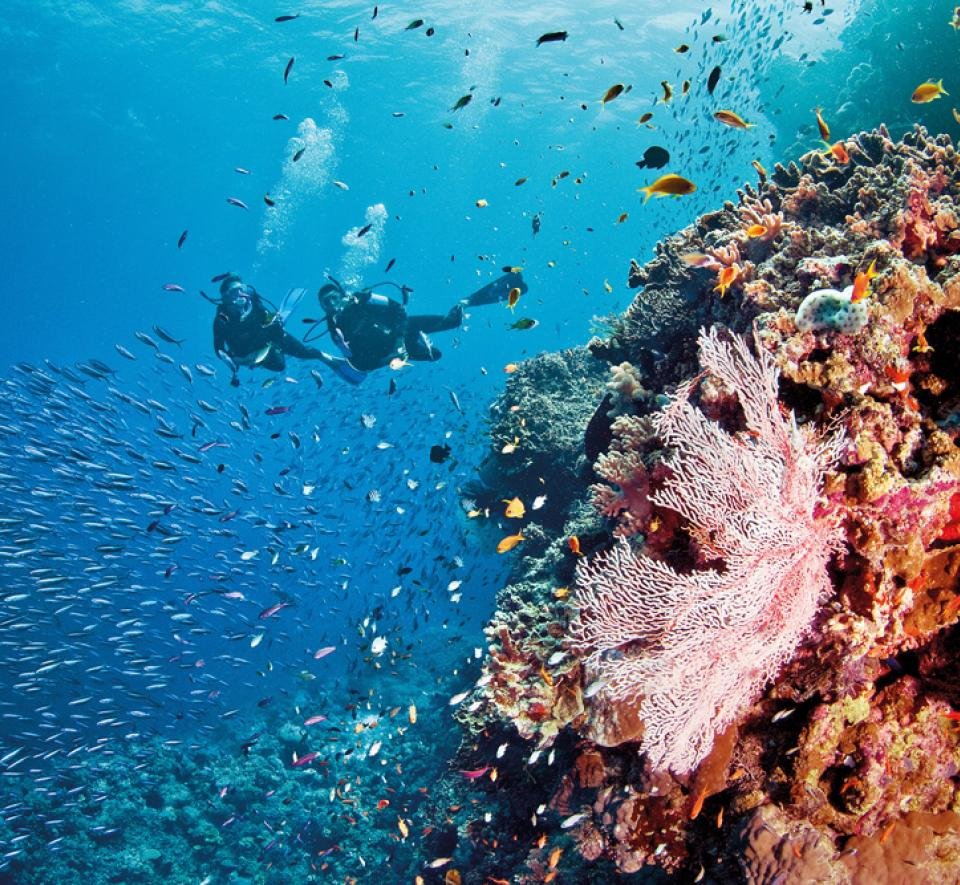Great Barrier Reef Diving